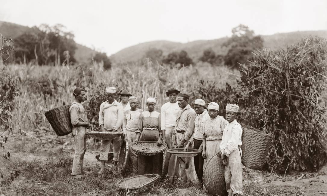 Marc Ferrez. Escravos na colheita de café, c. 1882. Vale do Paraíba, RJ / Acervo IMS Foto: Marc Ferrez / Acervo IMS