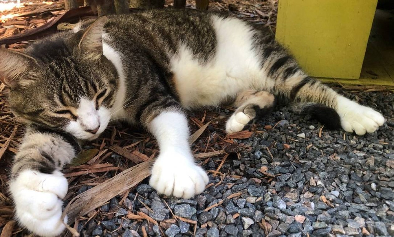 A gata de seis dedos Billy Holliday faz parte do grupo de 50 bichanos que vivem no Ernest Hemingway Home and Museum, em Key West, Flórida Foto: LEILA MACOR / AFP