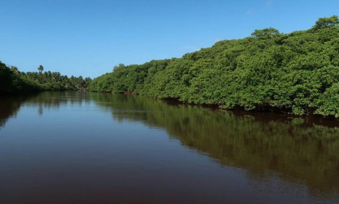 Manguezal é considerado um ecossistema essencial para o planeta: é berçário da vida marinha e contribui para o combate do aquecimento global Foto: CLEMENTE COELHO JÚNIOR/DIVULGAÇÃO