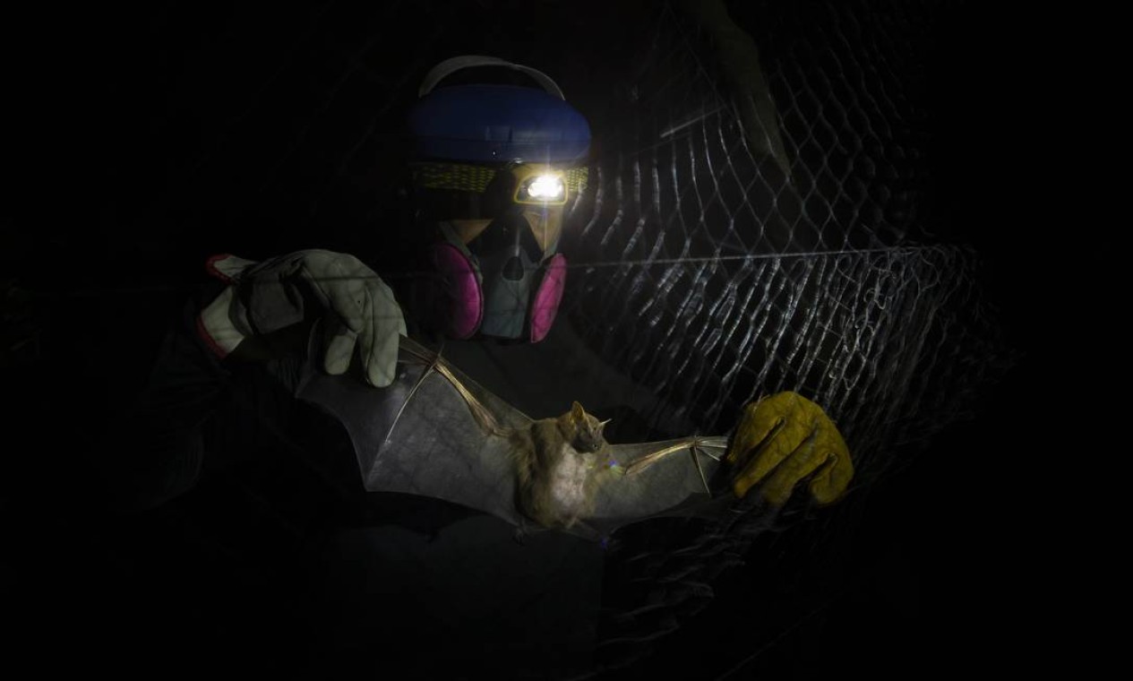 Caçadores de pandemia. Equipados com trajes de proteção, pesquisadores
da Fiocruz atuam como
“caçadores de pandemia”, explorando matas da cidade
para descobrir se morcegos
da região carregam tipos de vírus desconhecidos com potencial para provocar outras pandemias Foto: Márcia Foletto / Agência O Globo - 23/09/2020