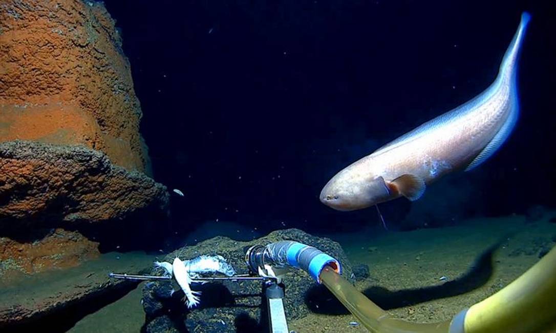 Os cientistas encontraram uma grande quantidade de vida nas profundezas do oceano Foto: CALADAN OCEANIC LLC