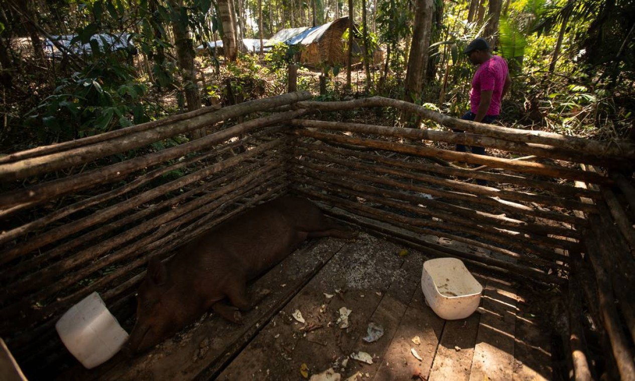 Assentamento tem criação de animais Foto: Brenno Carvalho / Agência O Globo