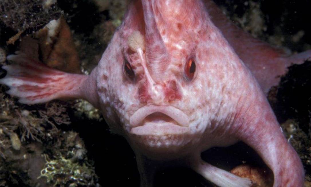 Acreditava-se que o peixe mão era uma espécie de águas rasas - mas agora acredita-se que eles habitam águas profundas Foto: Karen Gowlett-Holmes /TASMANIA UNIVERSITY