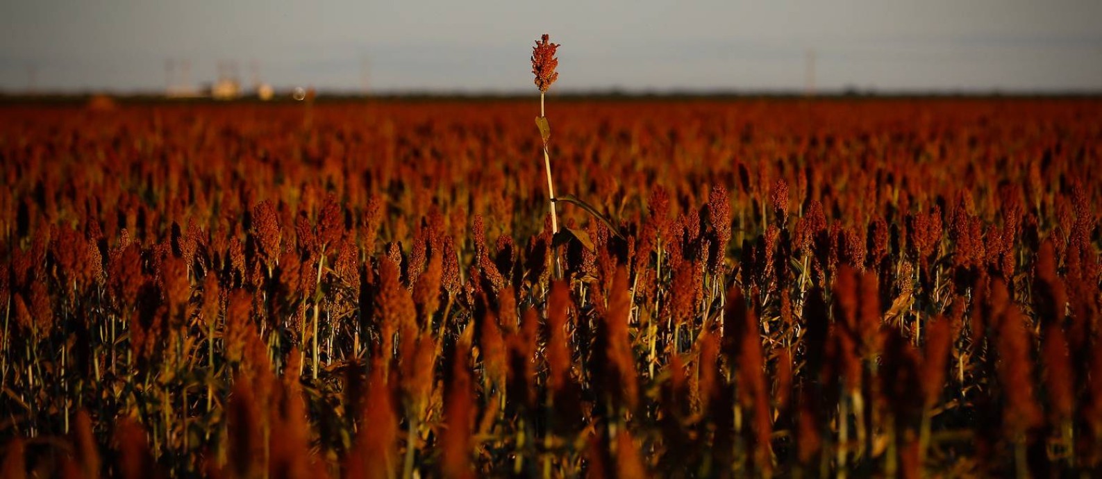 Plantação em fazenda do Oeste da Bahia: modernização no campo aumenta oportunidades para prestadores de serviços inovadores Foto: Pablo Jacob / Agência O Globo