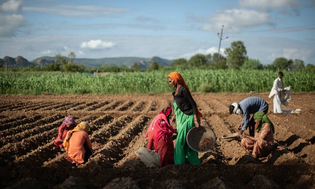 Trabalhadores agrícolas plantam cebolas no vilarejo de Sahori em Rajasthan, Índia, em 31 de agosto de 2020 Foto: REBECCA CONWAY / NYT