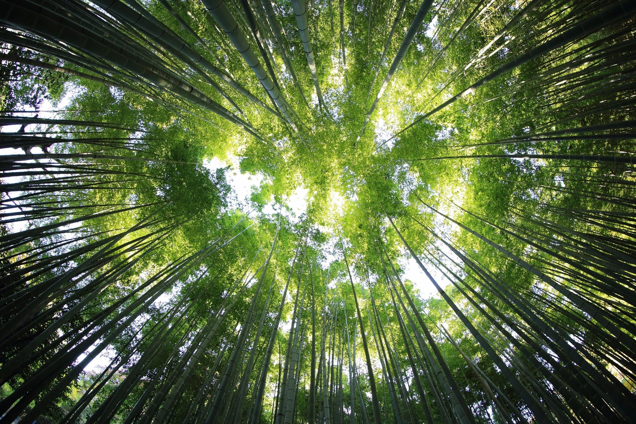 View looking up into the tree branches and sunlight coming through.  Represents having some hope that anxiety and depression can be treated as well as PTSD.