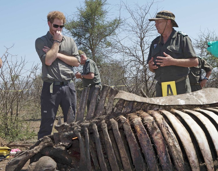 Prince harry visits the South African Wildlife College in Kruger National Park, South Africa, on Wednesday.