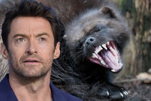 Hugh Jackman and a wolverine