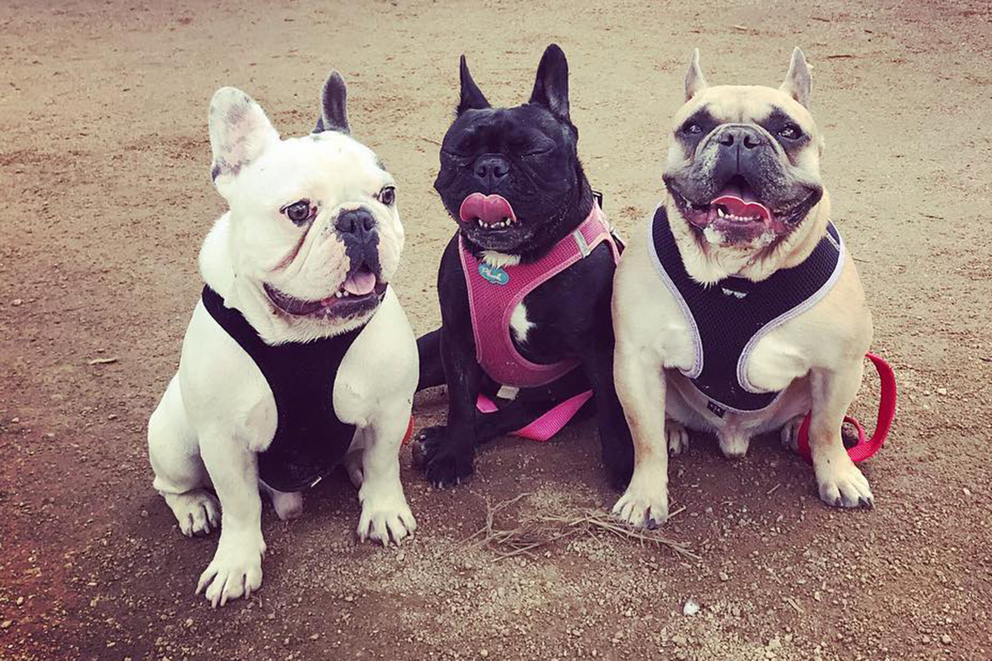 Lady Gaga's French Bulldog dogs Gustavo, Miss Asia and Koji pictured together.