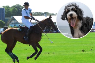 A socialite's Bernedoodle — not pictured — disrupted a polo match in Bridgehampton.