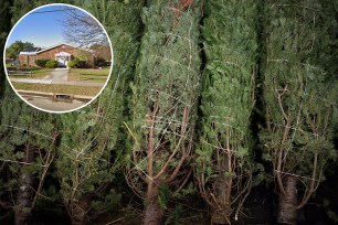 A Hamptons Grinch walked off with Christmas trees for sale in Amagansett.