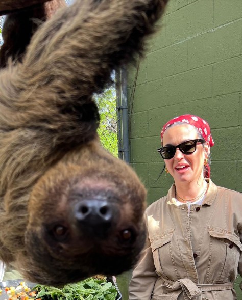 Hang in there: Katy Perry jumps at the chance to chill with the coolest sloth at Kentucky’s Louisville Zoo.