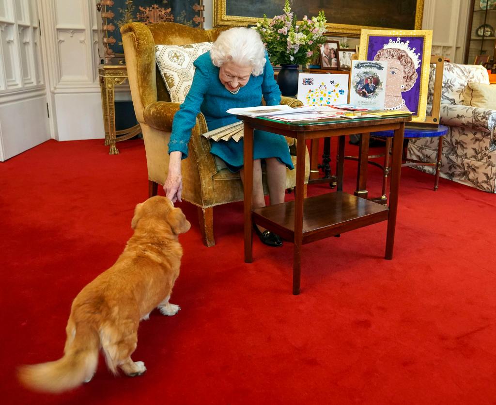 Queen Elizabeth II is joined by one of her dogs, a Dorgi called Candy, as she views a display of memorabilia from her Golden and Platinum Jubilees in the Oak Room at Windsor Castle on February 4, 2022 in Windsor, England. The Queen has since travelled to her Sandringham estate where she traditionally spends the anniversary of her accession to the throne - February 6 - a poignant day as it is the date her father King George VI died in 1952.