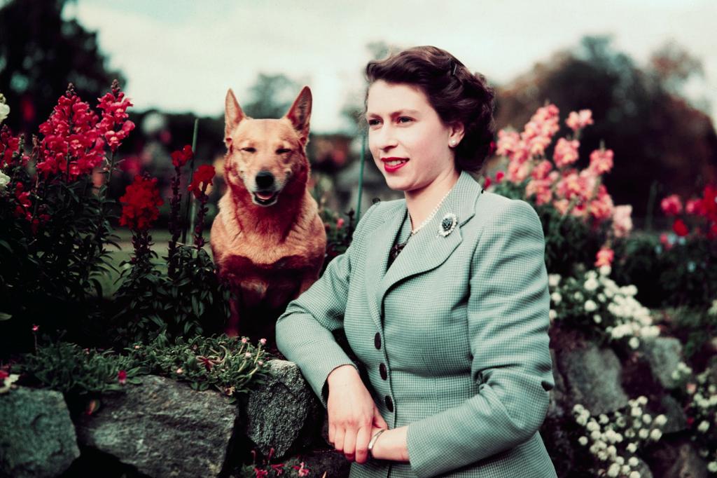 Queen Elizabeth II of England at Balmoral Castle with one of her Corgis, 28th September 1952