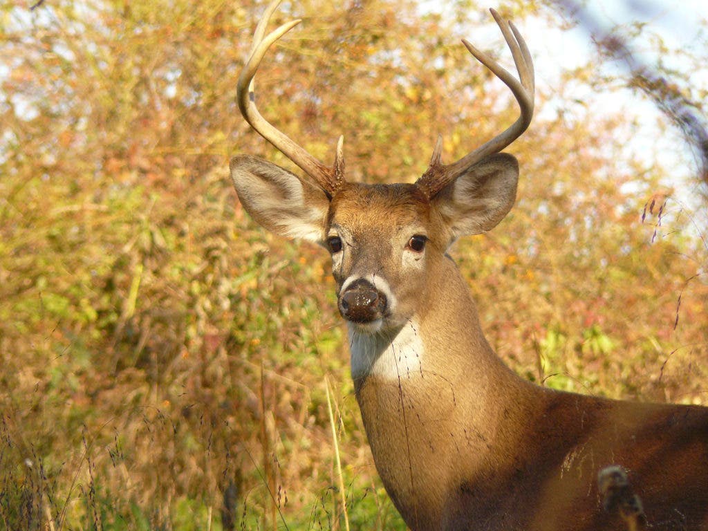 Deer Hunting or School for Southern Lehigh?