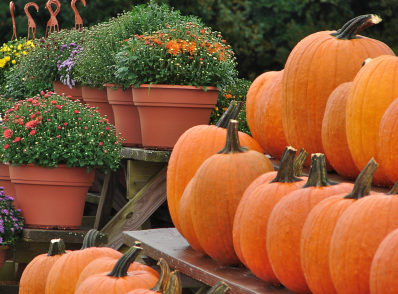 Take Your Pick from a Pumpkin Patch Near Coventry This Weekend