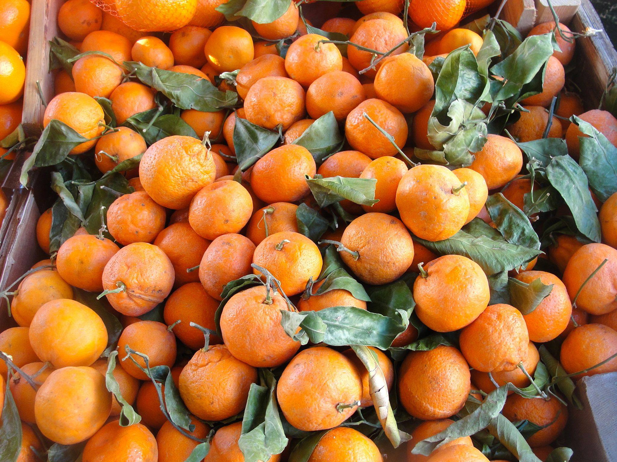 Midwinter Bounty at Dan's Fresh Produce: Satsumas, Pummelos