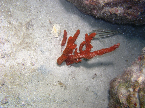 Dredging of Ship Channel in Miami Damaging Coral Reef, State Says