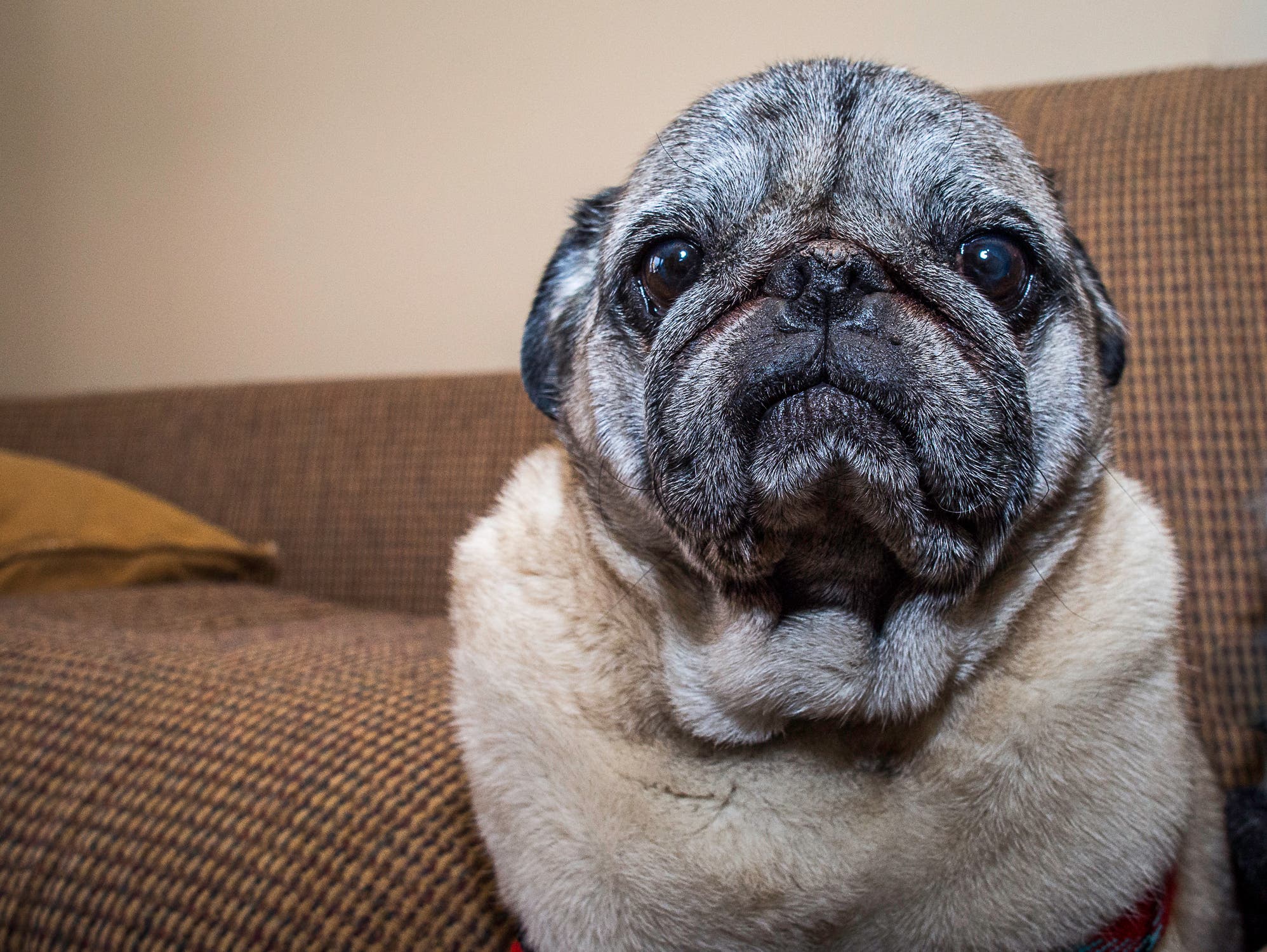 Tips for Dog Owners Sharing a Meal this Thanksgiving