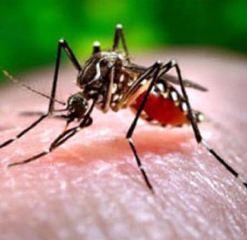 Will West Nile Virus Hit Bethlehem?