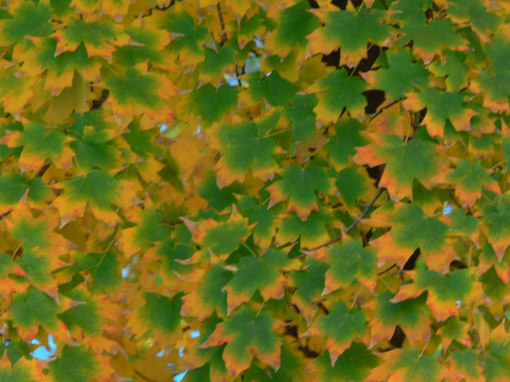 Blazing Summer Sky; Autumn Leaves and Pools Splashes: Photo Contest Highlights