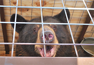 Six Upstate Captive Bears Moved to Colorado Wildlife Sanctuary