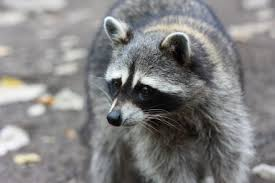 Raccoon with Rabies Symptoms Found in Norfolk