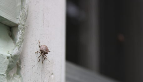 Stinkbugs Are Back and Scientists Need Your Help