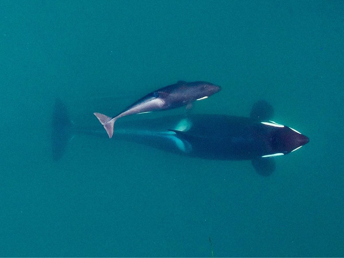 New research suggests that inbreeding may be a key reason that the Pacific Northwest's endangered population of killer whales has failed to recover despite decades of conservation efforts. 