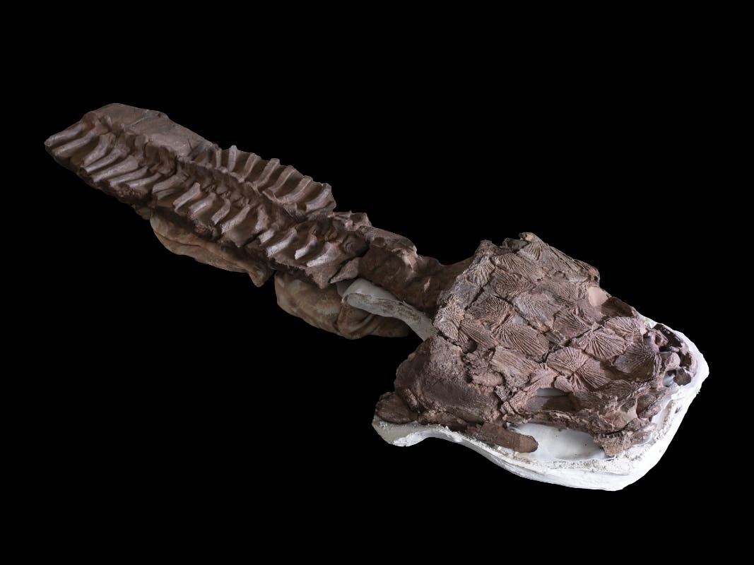 Fossils Show Huge, Sharp-Fanged Salamander Predator Predated Dinosaurs