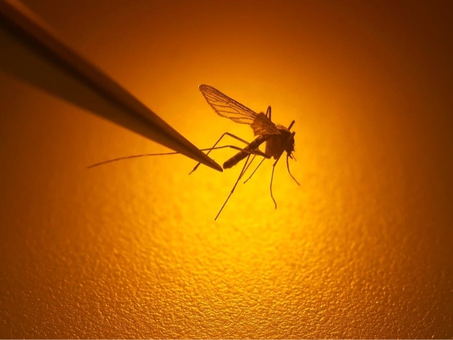 1 Dead, 1 Recovering From West Nile Virus In Santa Clara County