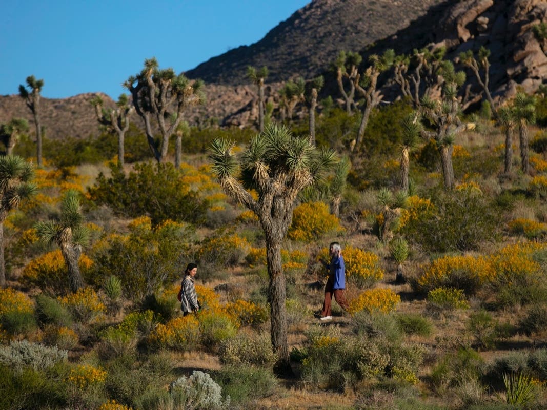 See desert lighting first hand within this mystical park, which offers sweeping views of strange rock formations and the oddly contorted Joshua Trees themselves. 