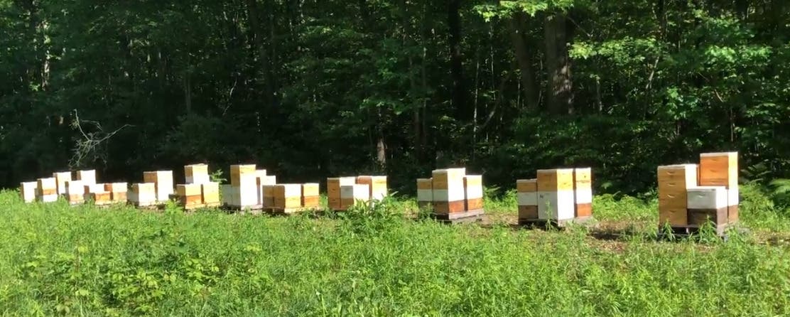 Our Bees Need a Home!