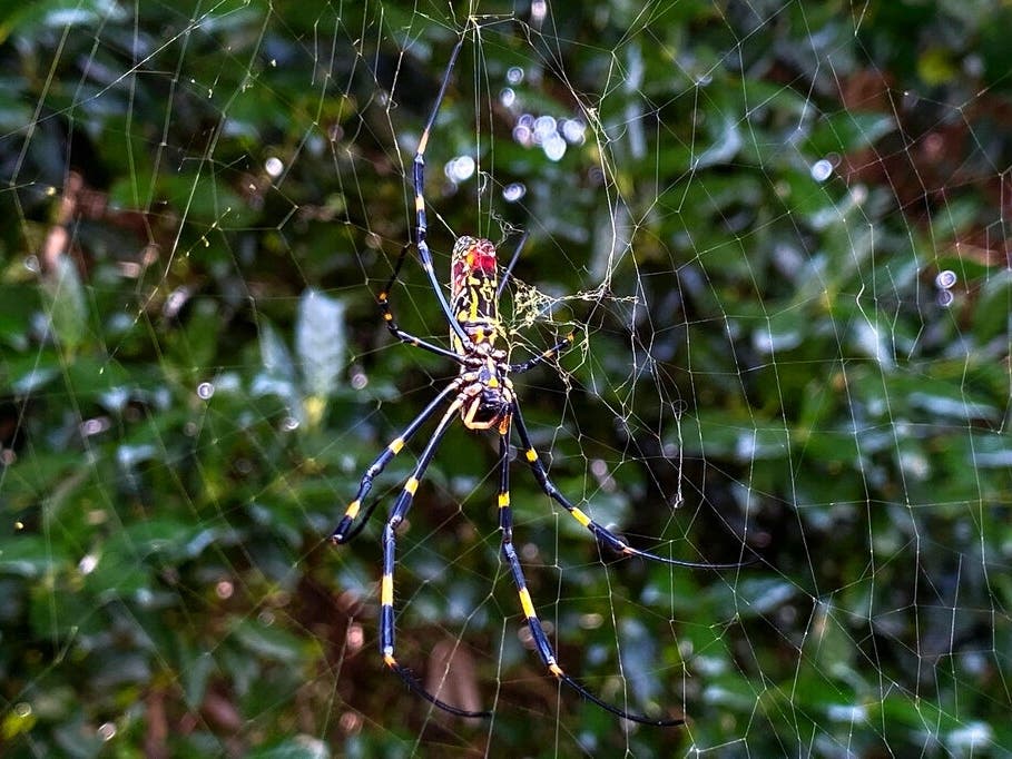 The joro spider, a large spider native to East Asia, is seen in Johns Creek, Ga., on Sunday, Oct. 24, 2021. The spider has spun its thick, golden web on power lines, porches and vegetable patches all over north Georgia.