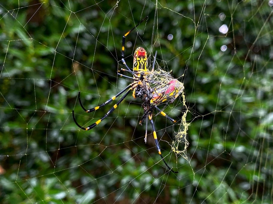 Populations of the Joro spider have been growing in parts of the South and along the East Coast for years now, and many researchers think it's only a matter of time before they spread to much of the continental U.S., including Northern Virginia.