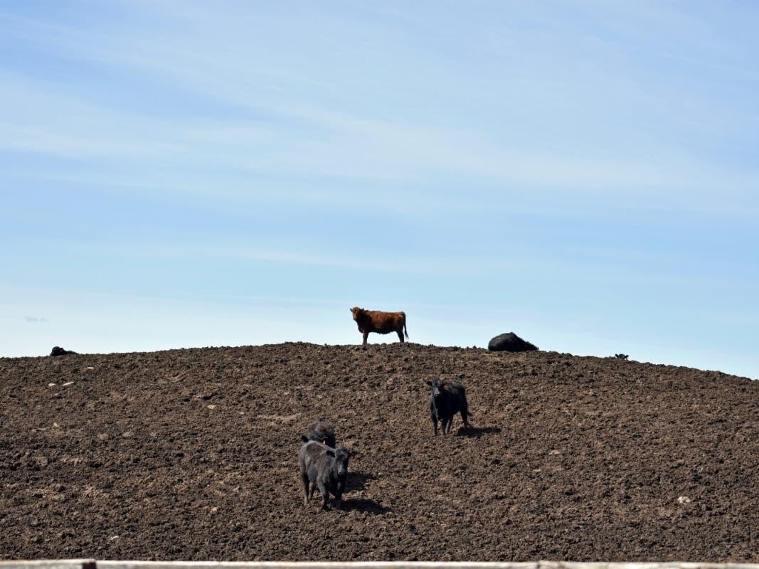 Cattle Lived In Montana Home For Month And Damage Really Piled Up