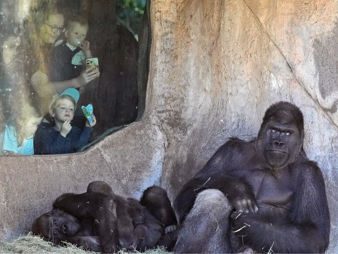 Researchers at the Fort Worth Zoo and other zoos across the country will observe how animals’ routines at the zoo are disrupted when skies dim on April 8. Researchers previously discovered strange behaviors among zoo animals in the 2017 eclipse.