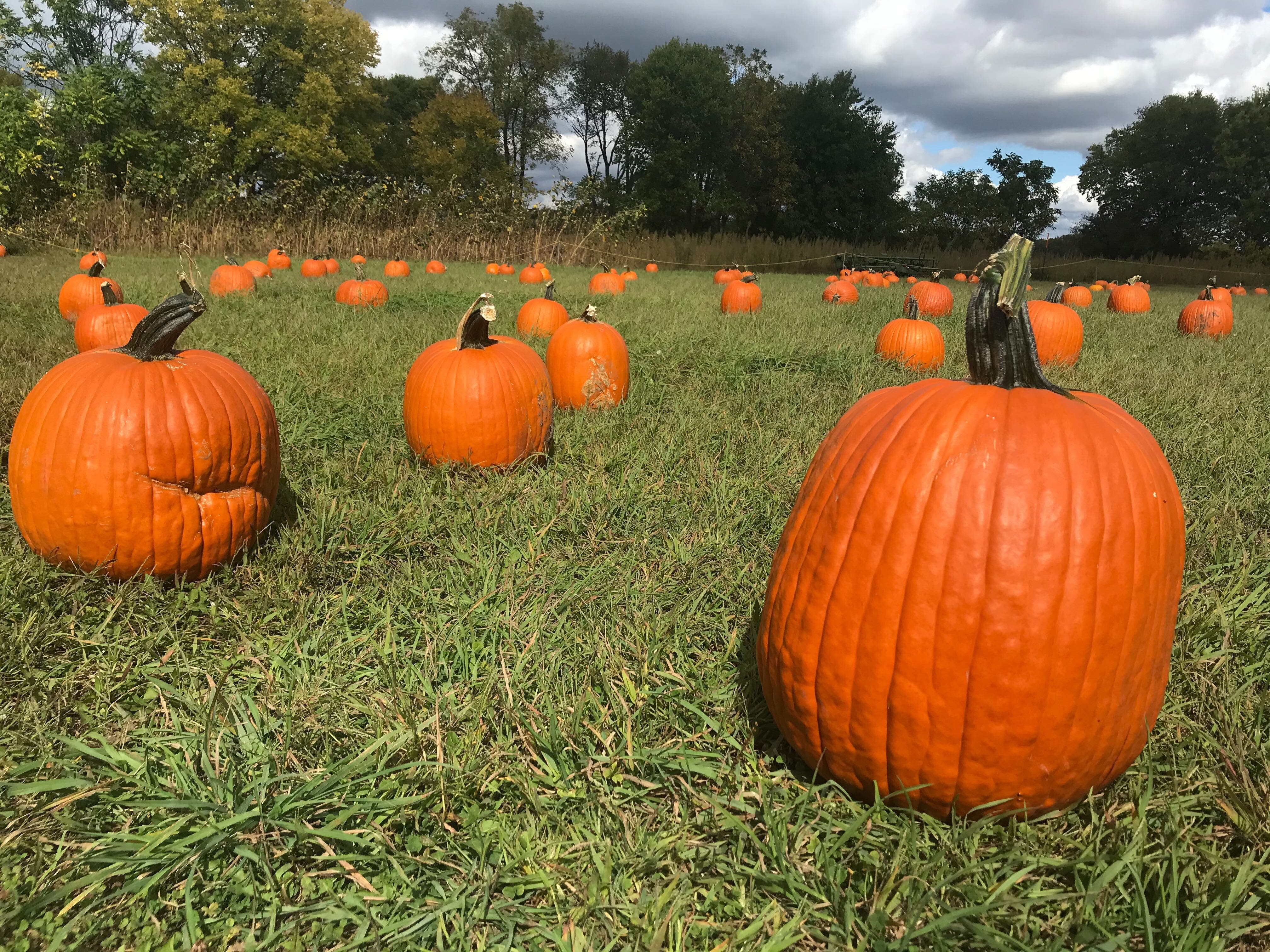 Here's where you can pick a pumpkin in and around the Fridley area during the coronavirus pandemic.