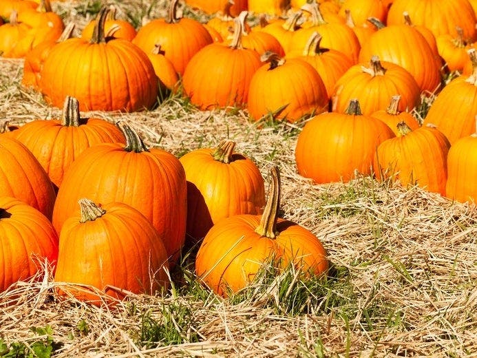 Here's where you can pick a pumpkin in and around the Chattanooga area during the coronavirus pandemic.   