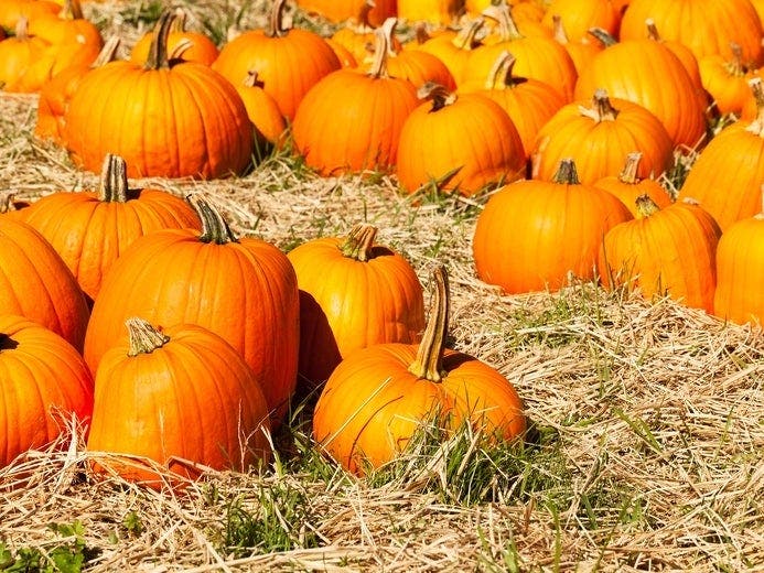 Here's where you can pick a pumpkin in and around the Escondido area during the coronavirus pandemic.   