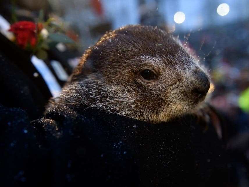 Groundhog handlers will bring the winter prognosticator Punxsutawney Phil out Tuesday morning to look for his shadow, but the event at Gobbler’s Knob in the groundhog’s namesake town in Pennsylvania will be livestreamed due to the coronavirus pandemic.