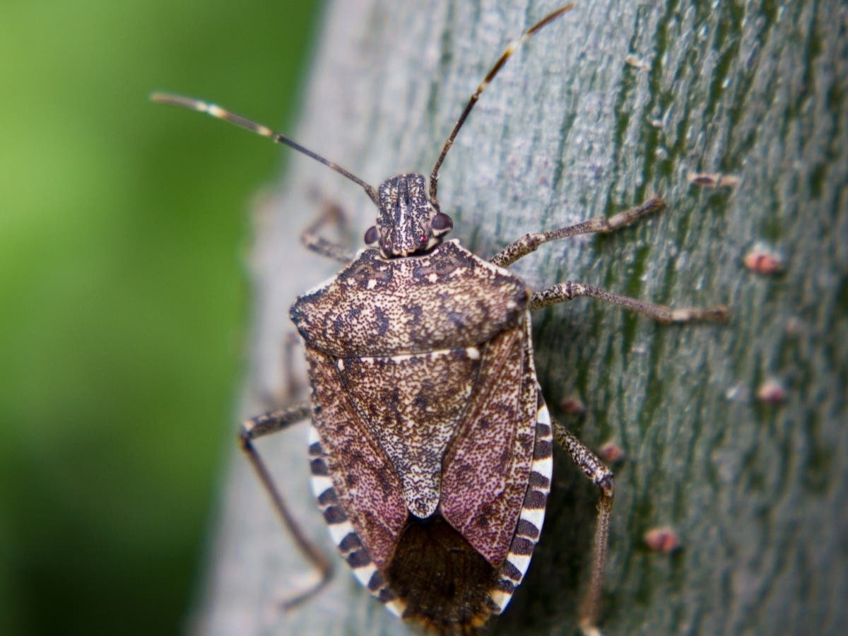 Invasive brown marmorated stink bugs, introduced in North America by mistake, have been found in Washington. These voracious eaters can easily wipe out apple, peach and pear orchards and other fruits and vegetables.