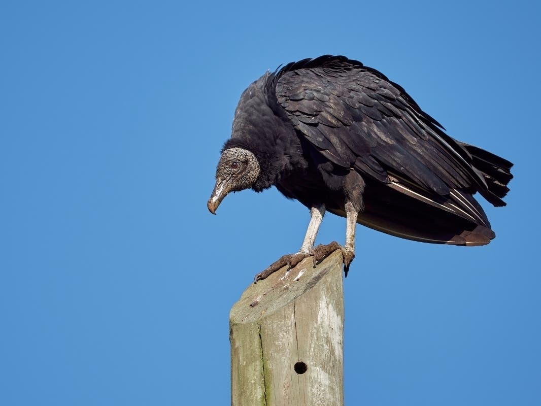 Bird Flu Kills Hundreds Of Vultures At Georgia Sanctuary: Officials