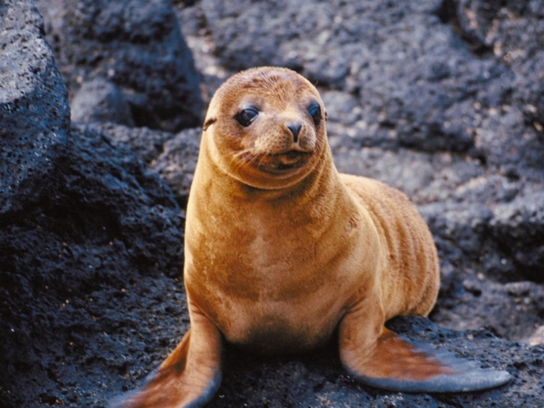 After just over two months at the Marine Mammal Care Center​, the sea lion pup discovered in the kitchen of a yacht club in Redondo Beach — King — was released back into the ocean this morning, according to MMCC staff.