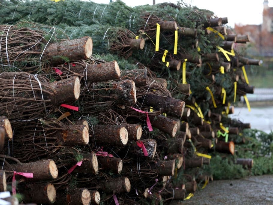 Christmas trees sit in a stack at Speer Family Farms in Alameda, California. 