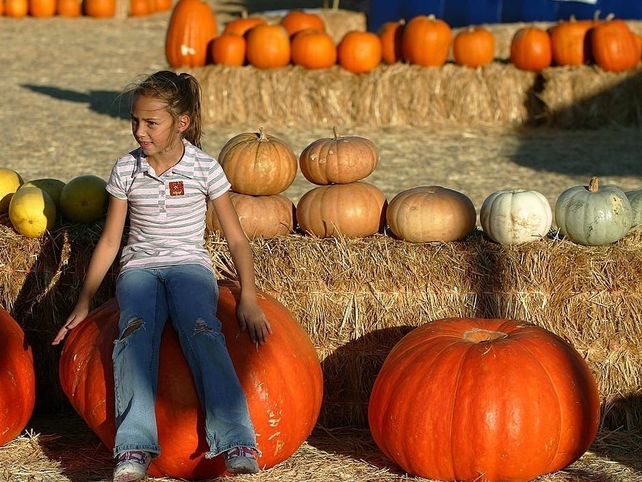 This pumpkin patch near Las Vegas didn’t come close to breaking the U.S. and world records for the biggest pumpkins, but it could be educational to ask the kiddos to figure the circumference of the gourds.