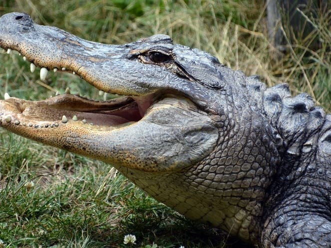 Alligator hunting season is Aug. 20 to Oct. 4 in Georgia.