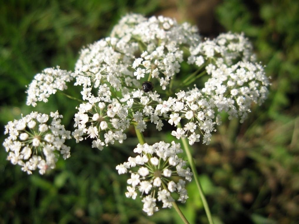 Hotel Healdsburg relaunches its Wildflower Walks experience for hotel guests.