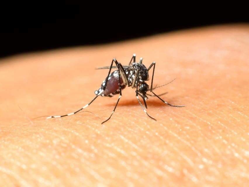 West Nile Virus has recently been found in mosquitoes trapped in Westport.