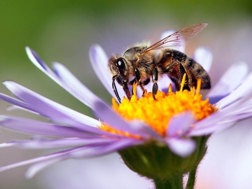 Fairfield is looking for volunteers to join the town's Forestry Committee and Pollinator Pathway Program.